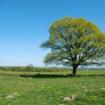 oak tree